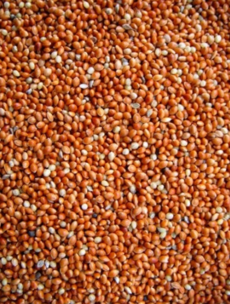 Roundseed Red (mijo) 25kg - Versele Laga