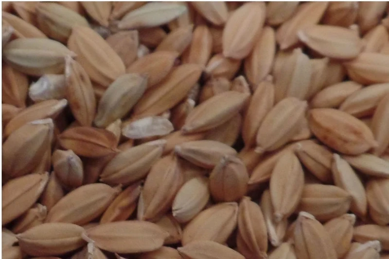 Arroz Paddy 20kg - Versele Laga