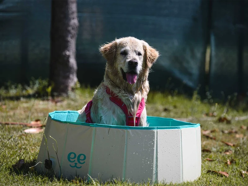 Freedog Piscina Antideslizante para Perros