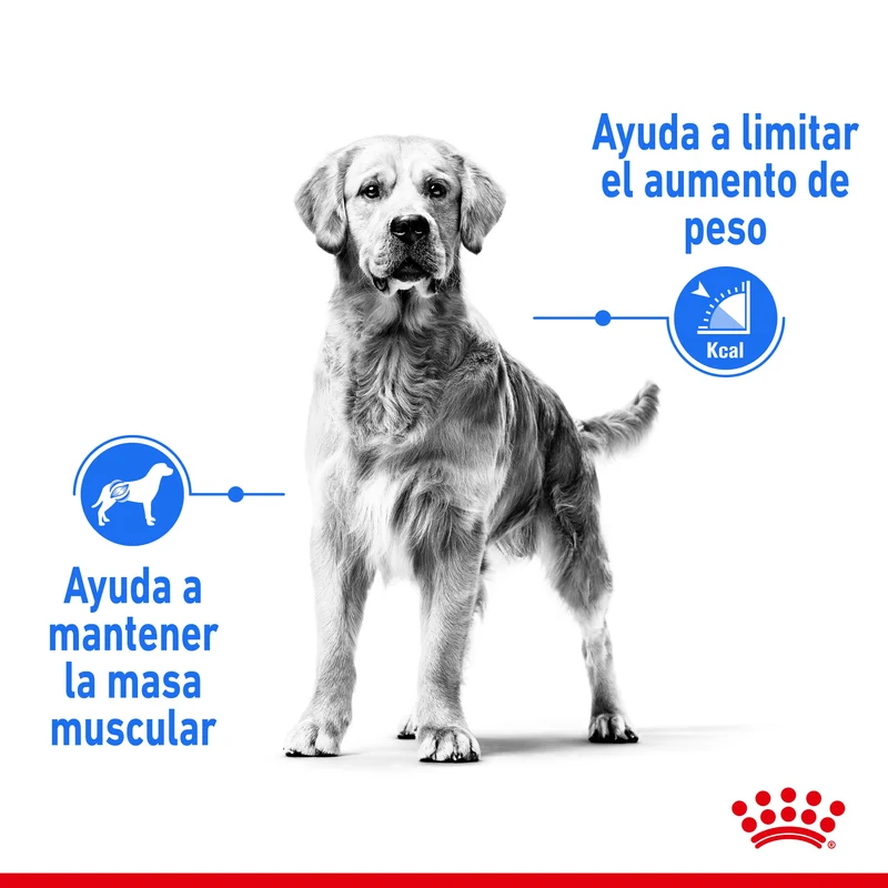 Royal Canin Maxi Light Weight Care Pienso para Perros