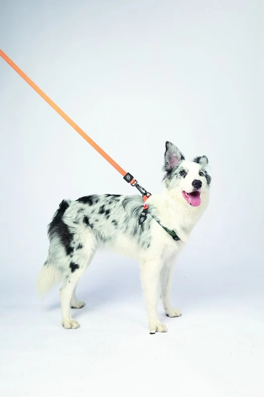 Correa Wild Jungle Regular M-Pets