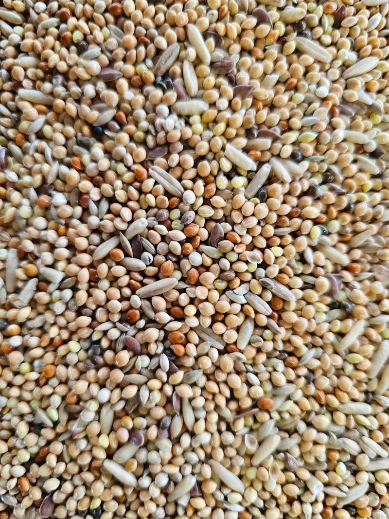 Periquitos Estándar - 1 kg sin pelar - Comida para pájaros