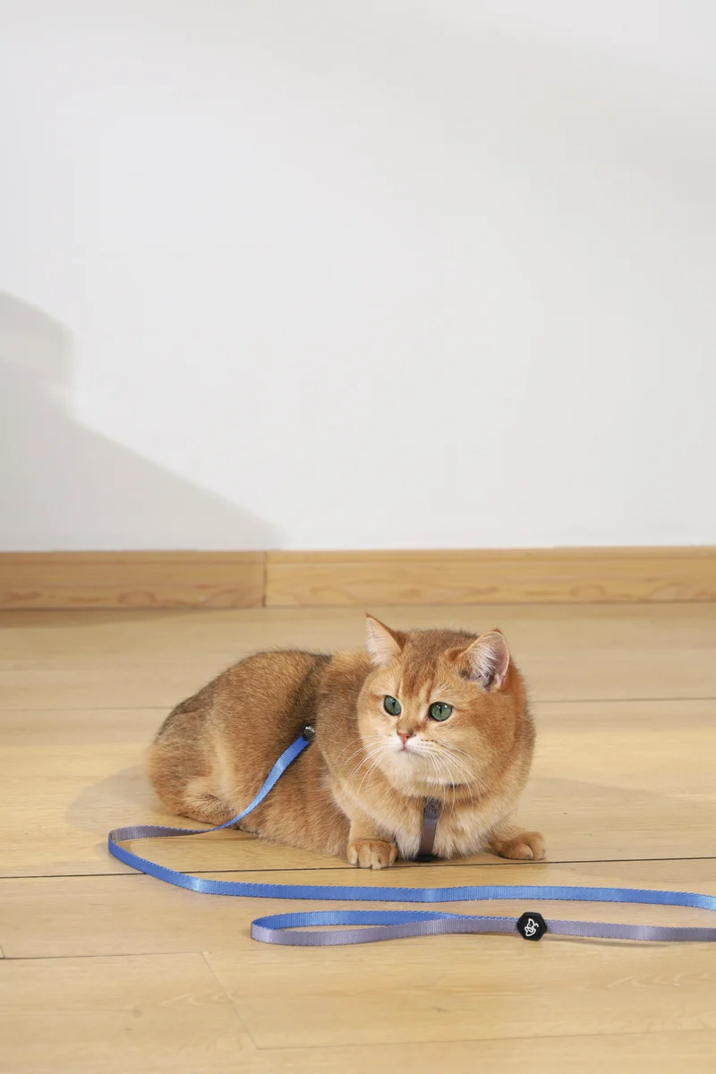 GENTLE CAT Collar Azure Blue