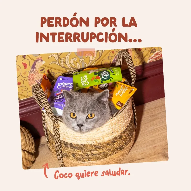Edgard & Cooper Trucha & Pollo En Salsa Adulto, 12x85 gr