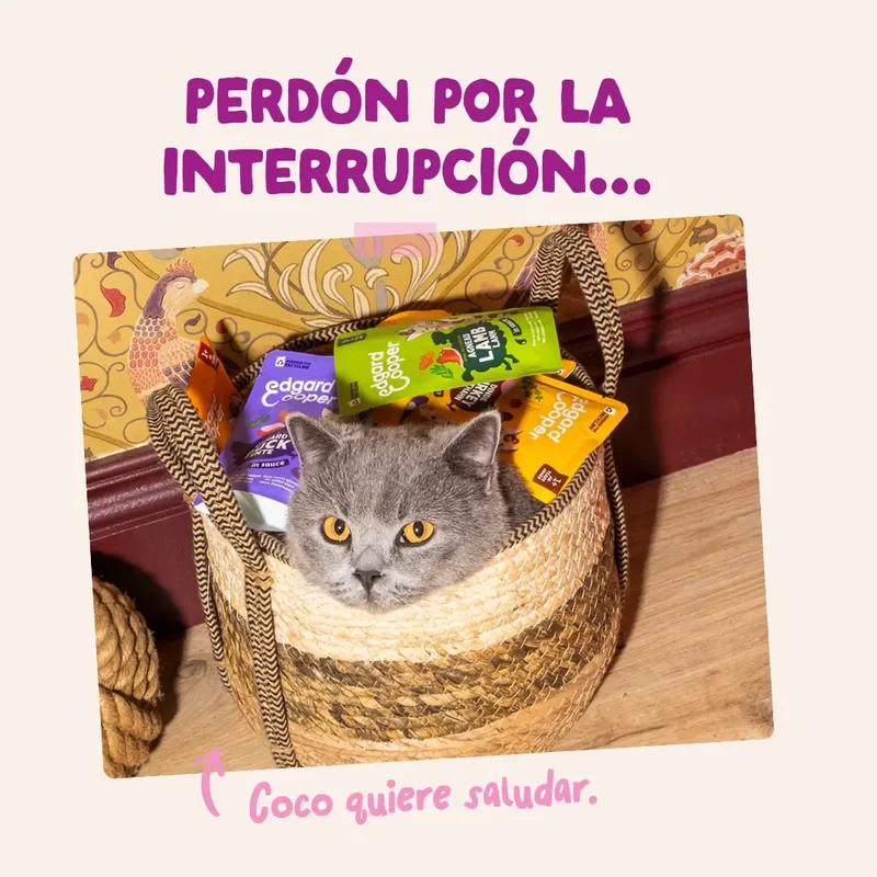 Edgard & Cooper Pato & Pollo En Salsa Para Gatitos, 12x85 gr