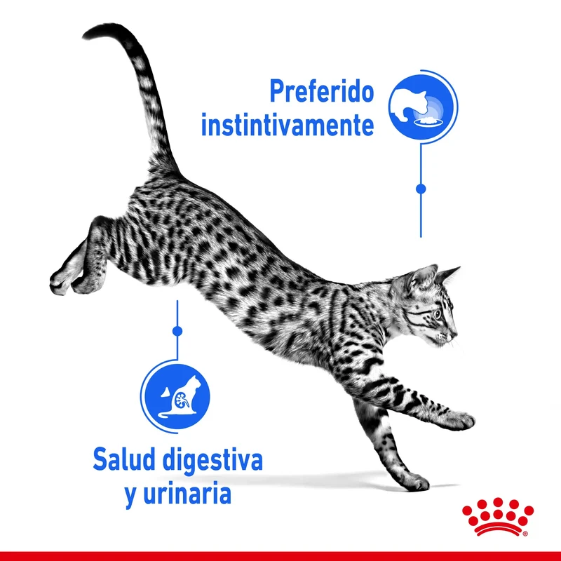 Royal Canin Indoor Sterilized 85 g Comida Húmeda en Salsa para Gatos