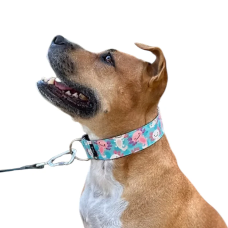 Gosk Collar Martingale Axolot — Collar Antiescape para Perros
