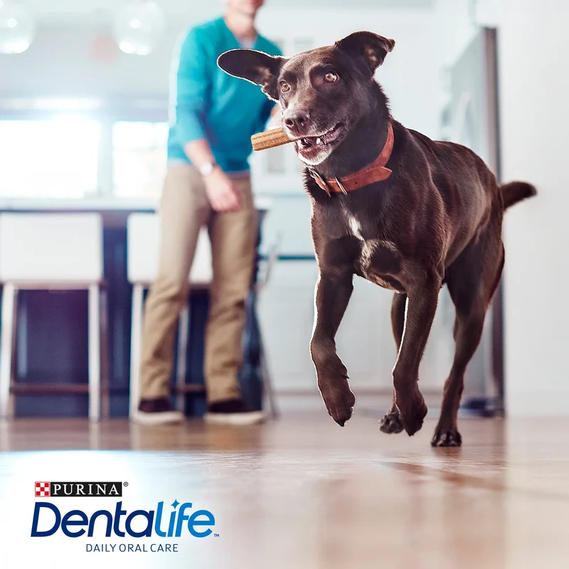 Dentalife Dog Large 4 Sticks
