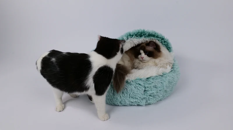 SNUGO ECO Cat Bed - Green