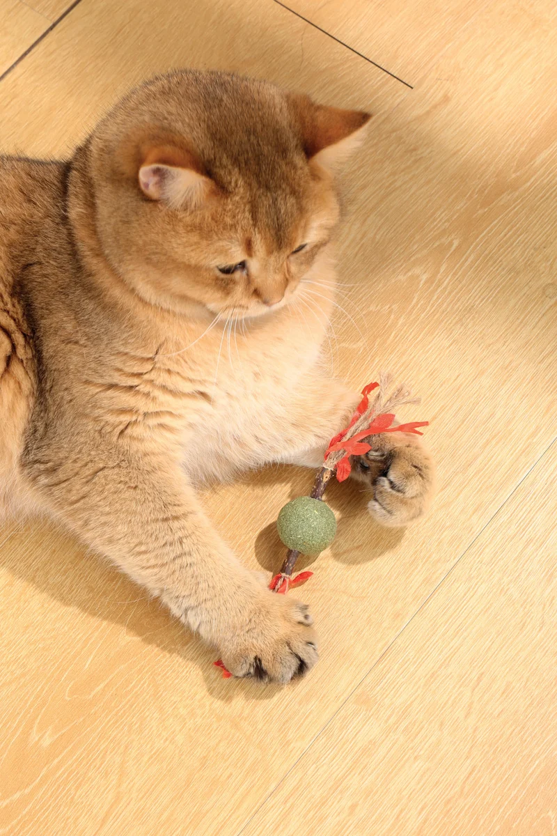 CHARMY Catnip Toy - TREE BRANCH Red