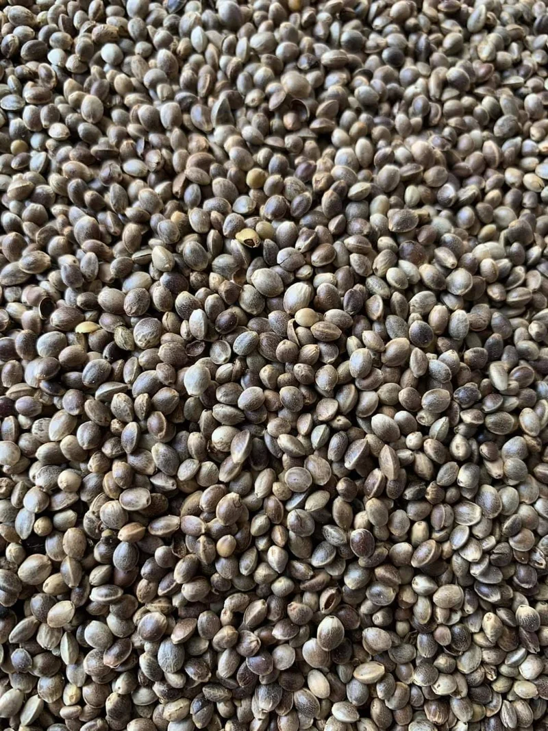 Semilla de cáñamo semilla de cáñamo 20kg - Versele Laga