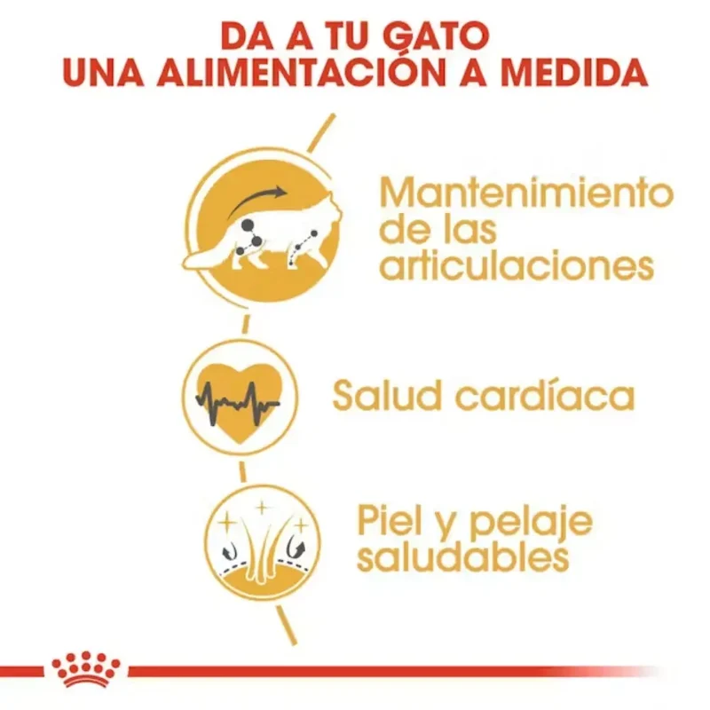 Royal Canin Maine Coon 85 g Paté Húmedo para Gatos