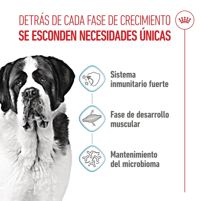Royal Canin Giant Junior Pienso para Cachorros de Raza Grande