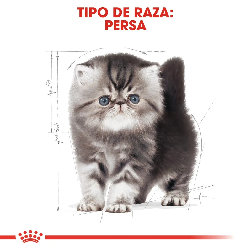 Royal Canin Kitten Persian Pienso Seco para Gatitos Persas