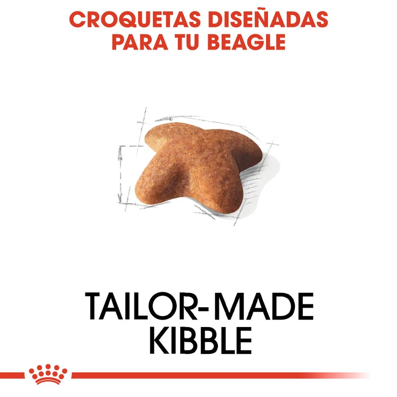 Royal Canin Beagle, Adulto