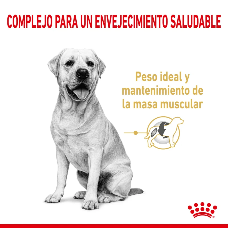 Royal Canin Labrador Retriever Ageing 5+ Pienso para Perros de Raza