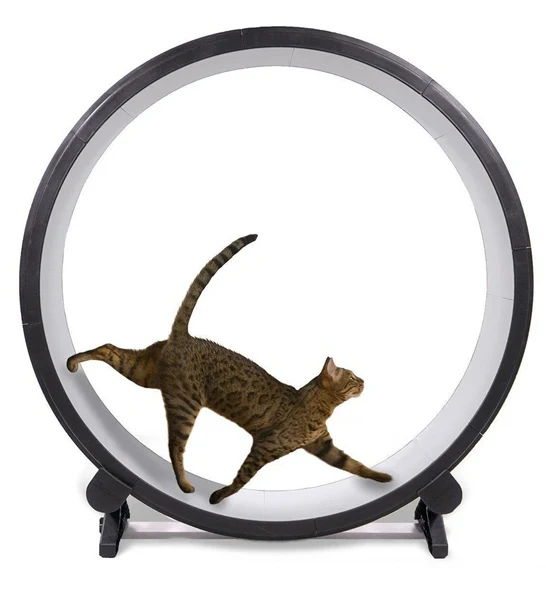 ONE FAST CAT Exercise Cat Wheel 5th Generation