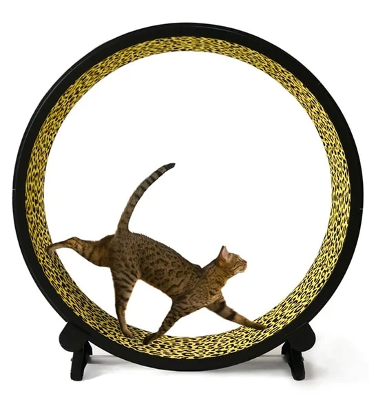 ONE FAST CAT Exercise Cat Wheel 5th Generation