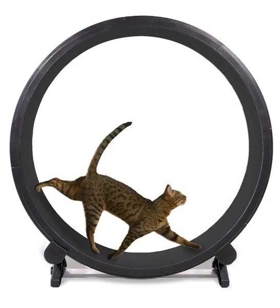 ONE FAST CAT Exercise Cat Wheel 5th Generation