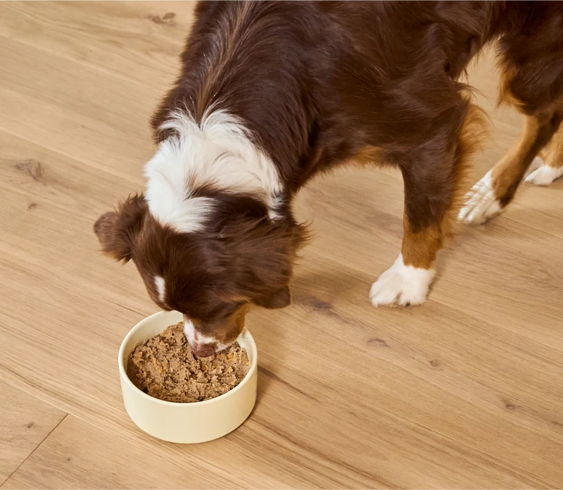 Open Farm Kind Earth Plant-Based Recipe Wet Dog Food In Can 354G