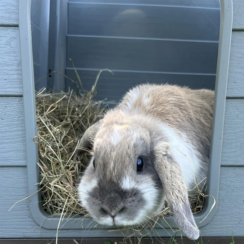 Duvo+ Fino Hay For Small Pets 2.5kg